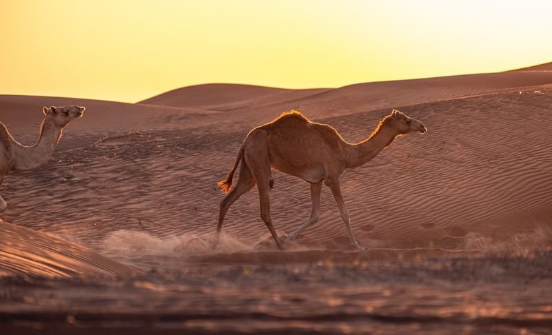 Desert Safari Dubai